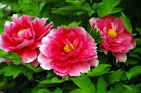 洛陽牡丹甲天下