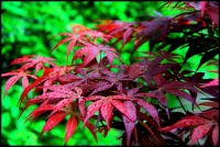 紅葉勝似二月花