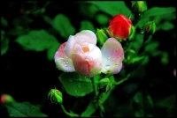 春的使者（五）