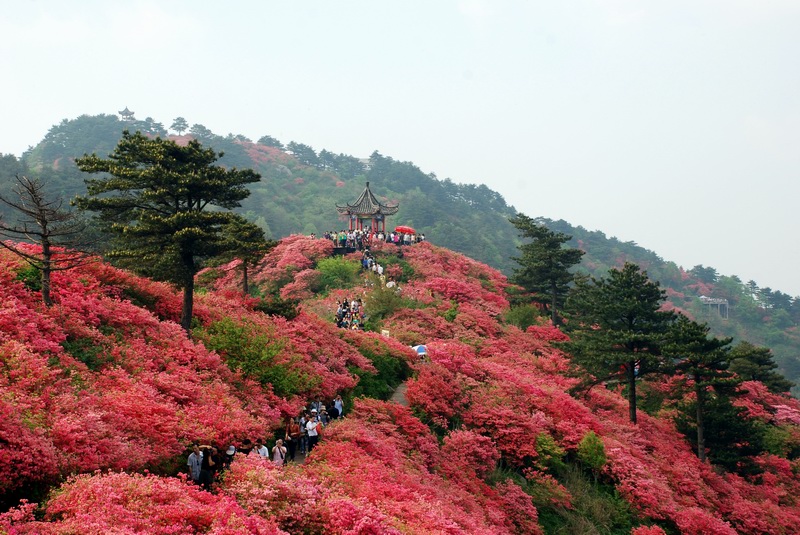 杜鵑花海