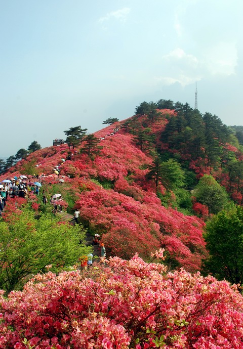 杜鵑花海
