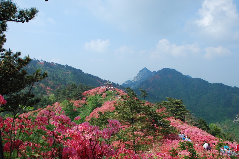 杜鵑花海