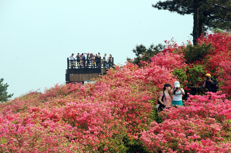 杜鵑花海