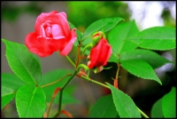 春的使者（六）