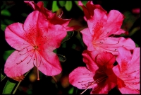 春的使者（七）