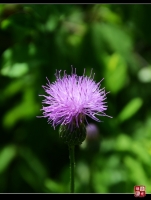 那一朵美麗的花