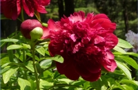 在北京用卡片機拍花卉(芍藥)