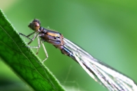 小豆娘的大世界