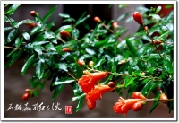 石榴花開紅似火