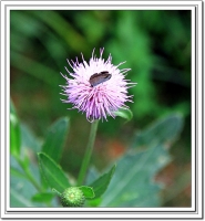 蝶戀花【一組】