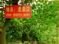 老千：轉(zhuǎn)山