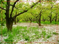 老千：一地。。。