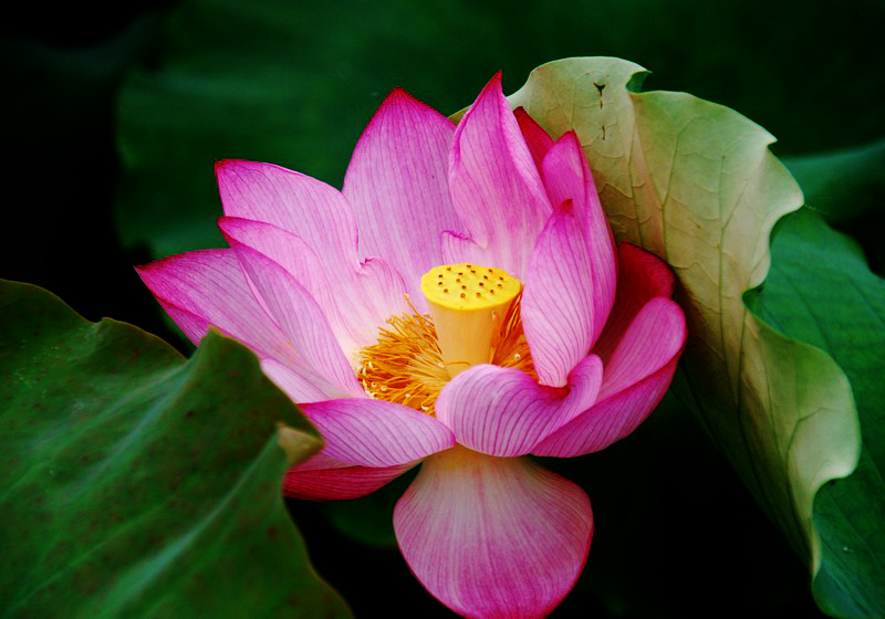 嫵媚荷花焦崗湖