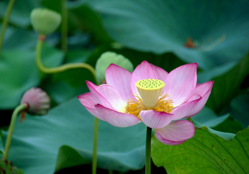 嫵媚荷花焦崗湖