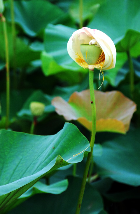嫵媚荷花焦崗湖