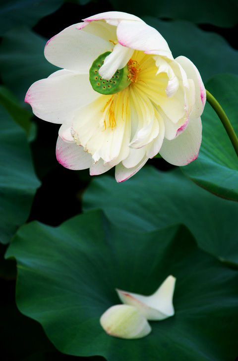 嫵媚荷花焦崗湖