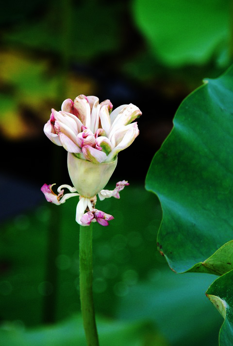 嫵媚荷花焦崗湖