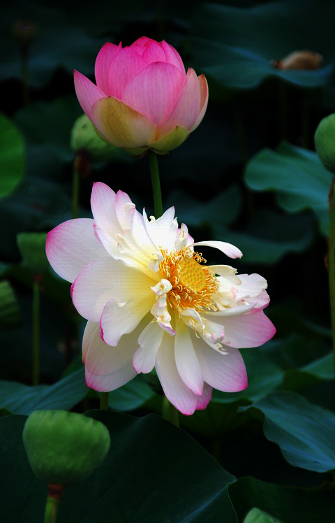 嫵媚荷花焦崗湖