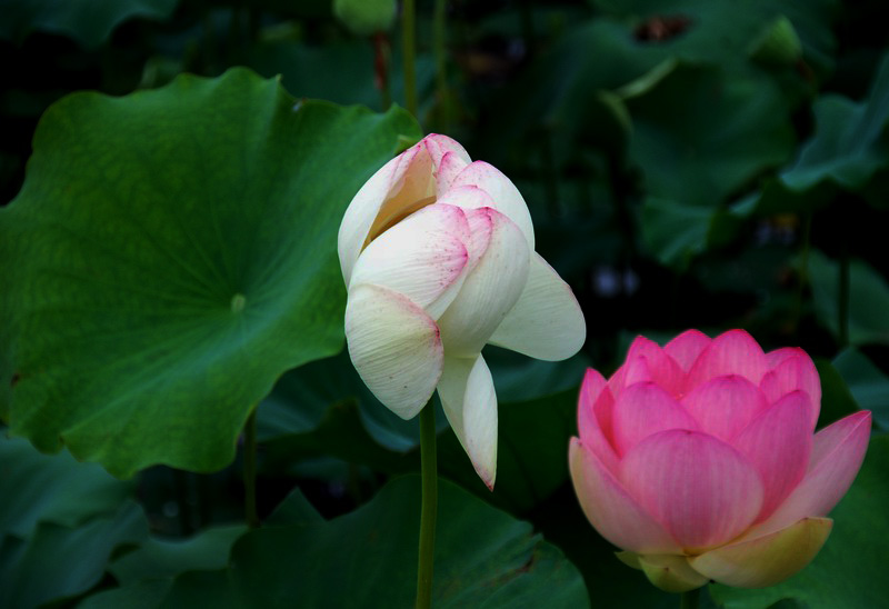 嫵媚荷花焦崗湖