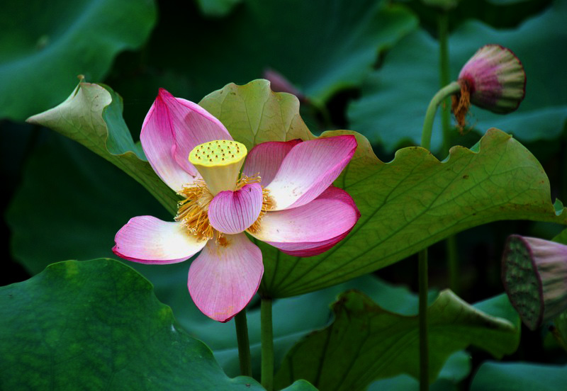 嫵媚荷花焦崗湖