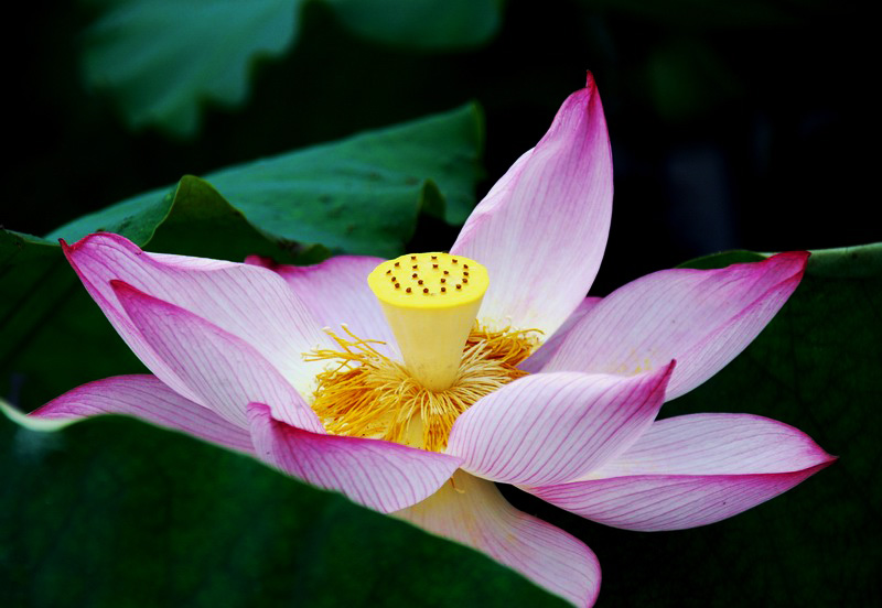 嫵媚荷花焦崗湖