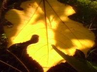 一葉知夏（手機拍攝)