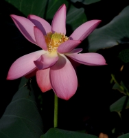 青少年宮最后的荷花