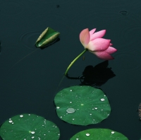 秋后荷花分外嬌（一）