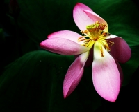 秋后荷花分外嬌（二）