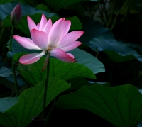 秋后荷花分外嬌（三）