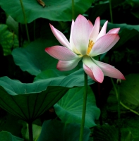 秋后荷花分外嬌（四）