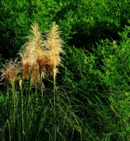 又是茅草開(kāi)花時(shí)