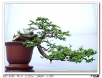 老千：盆景藝術(shù)