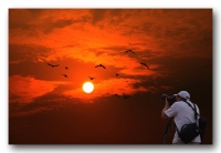 心和鳥兒一起飛