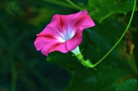 一組牽?；? title=