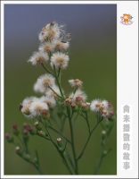 尚未播散的故事