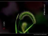 小草也知道謙虛