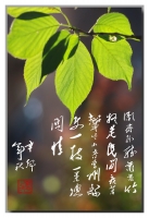 一枝一葉總關情