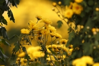 亂花漸欲迷人眼