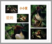 【愛的小小窩窩】