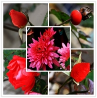 冬天里的一把火