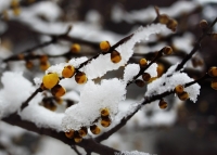 2012年的第一場雪