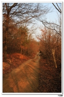 老千:林中的小路