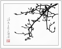 滿樹玉蘭花待開