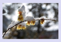 寒梅傲春雪（組照）