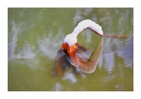 雪·小品（四幅）