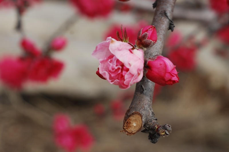 迎春桃花火樣紅