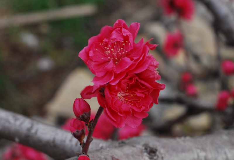 迎春桃花火樣紅
