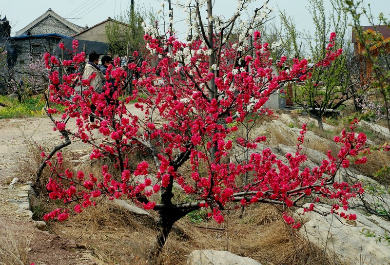 迎春桃花火樣紅
