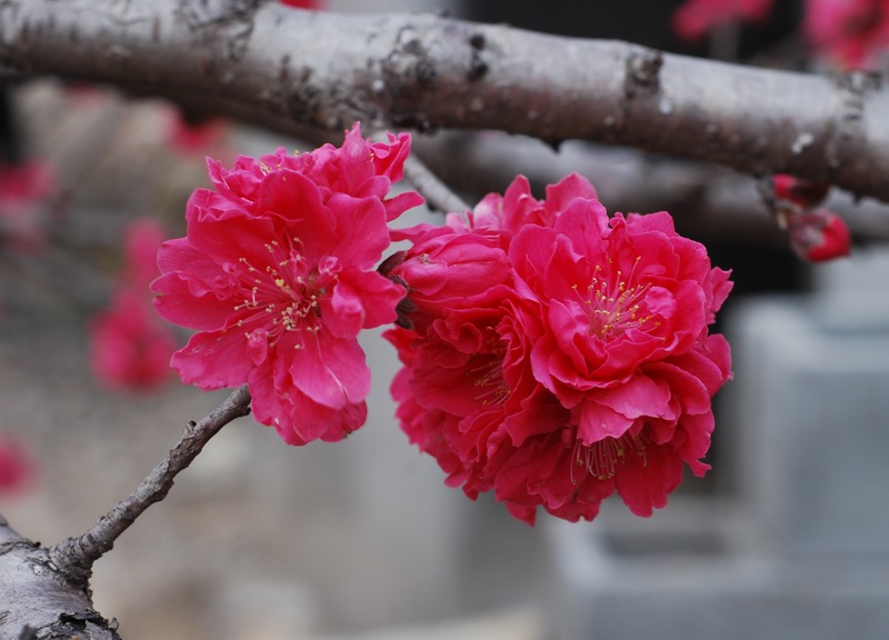 迎春桃花火樣紅